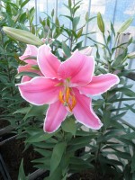 [1793 Marlon No01.JPG]